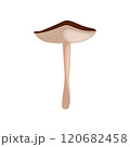 Russula on a white background vector illustration 120682458