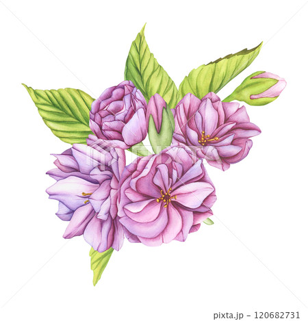 Watercolor Pink Flowers. Illustration with bouquet from cherry blossoms. Japanese sakura flowers botanical Clip Art. Floral Template for postcards for Valentine's Day, Women's Day and wedding design Watercolor Pink Flowers. Illustration with bouquet from cherry blossoms. Japanese sakura flowers botanical Clip Art. Floral Template for postcards for Valentine's Day, Women's Day and wedding design 120682731