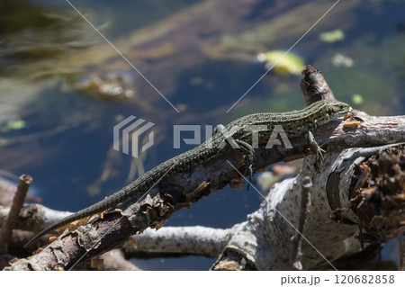 Small lizard on a branch, on eastern Oland, Sweden. 120682858