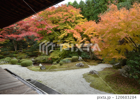 秋の御座所庭園　泉涌寺(京都市東山区) 120683284
