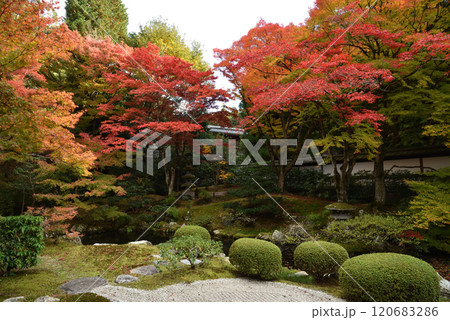 秋の御座所庭園 泉涌寺(京都市東山区) 秋の御座所庭園 泉涌寺(京都市東山区) 120683286