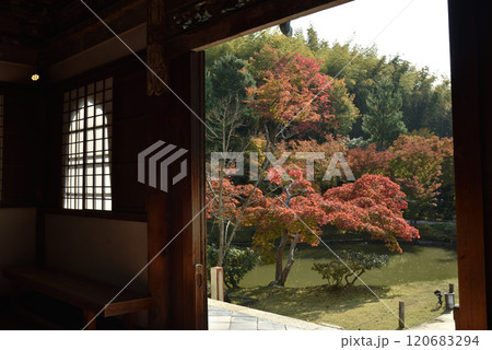 高台寺　開山堂から臨むモミジと臥龍池(京都市東山区) 120683294