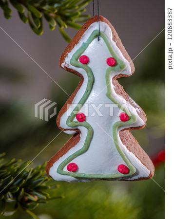 Festive Gingerbread Christmas Tree Ornament Hanging on Branch Festive Gingerbread Christmas Tree Ornament Hanging on Branch 120683387