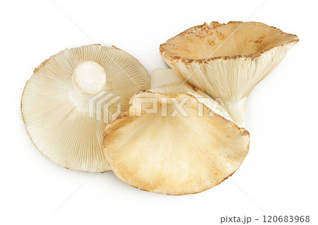 fresh milk cap boletus mushroom isolated on white background. Top view. Flat lay fresh milk cap boletus mushroom isolated on white background. Top view. Flat lay 120683968