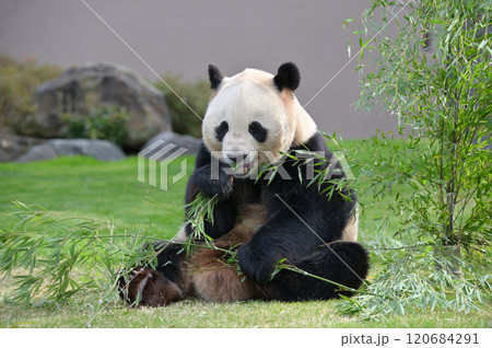 おいしそうに竹を食べる愛浜 120684291