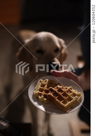A Golden Retriever looks eagerly at a plate of waffles being held in a dimly lit room, creating a warm and homely scene. 120684352
