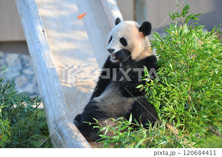 おいしそうに竹を食べる永浜 120684411