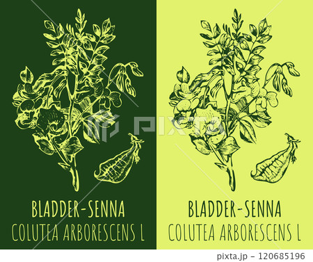 Vector drawings BLADDER-SENNA. Hand drawn illustration. Latin name COLUTEA ARBORESCENS L. Vector drawings BLADDER-SENNA. Hand drawn illustration. Latin name COLUTEA ARBORESCENS L. 120685196