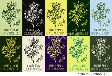 Set of vector drawing of BLADDER-SENNA in various colors. Hand drawn illustration. Latin name COLUTEA ARBORESCENS L. Set of vector drawing of BLADDER-SENNA in various colors. Hand drawn illustration. Latin name COLUTEA ARBORESCENS L. 120685197