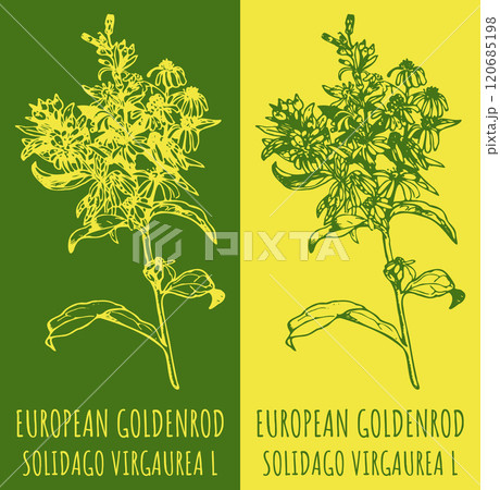 Vector drawings EUROPEAN GOLDENROD. Hand drawn illustration. Latin name SOLIDAGO VIRGAUREA L. 120685198