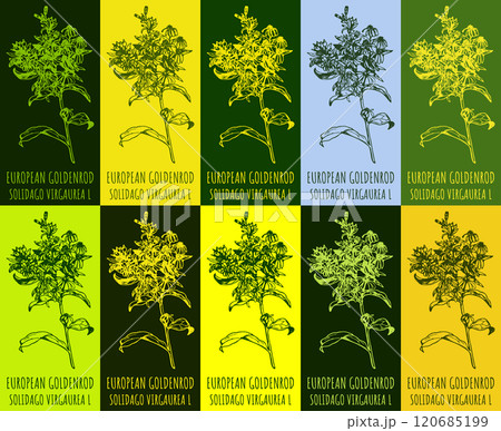 Set of vector drawing of EUROPEAN GOLDENROD in various colors. Hand drawn illustration. Latin name SOLIDAGO VIRGAUREA L. Set of vector drawing of EUROPEAN GOLDENROD in various colors. Hand drawn illustration. Latin name SOLIDAGO VIRGAUREA L. 120685199
