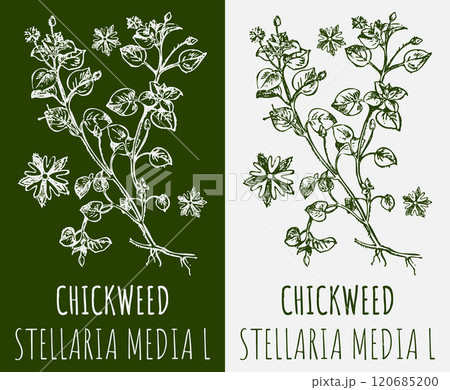 Vector drawings CHICKWEED. Hand drawn illustration. Latin name STELLARIA MEDIA L. Vector drawings CHICKWEED. Hand drawn illustration. Latin name STELLARIA MEDIA L. 120685200