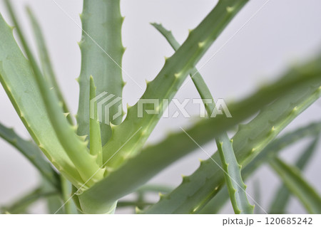 アロエ アロエ 120685242