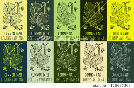 Set of vector drawing of COMMON HAZEL in various colors. Hand drawn illustration. Latin name CORYLUS AVELLANA L. Set of vector drawing of COMMON HAZEL in various colors. Hand drawn illustration. Latin name CORYLUS AVELLANA L. 120685365