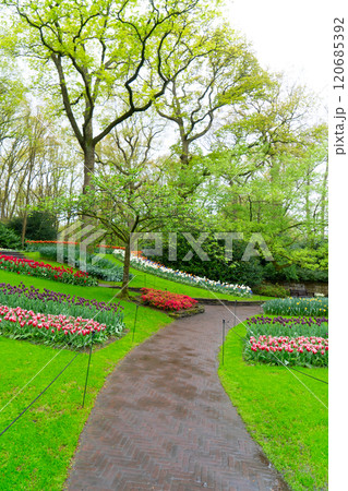 Rows of tulip flowers 120685392