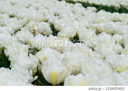 Dutch yellow tulip fields in sunny day 120685402