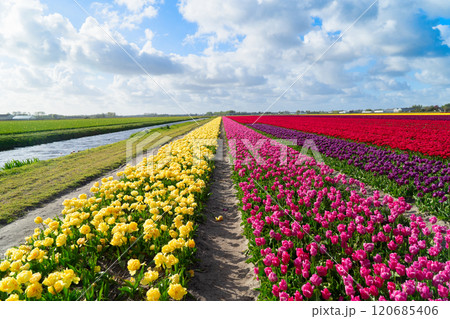 Dutch yellow tulip fields in sunny day 120685406