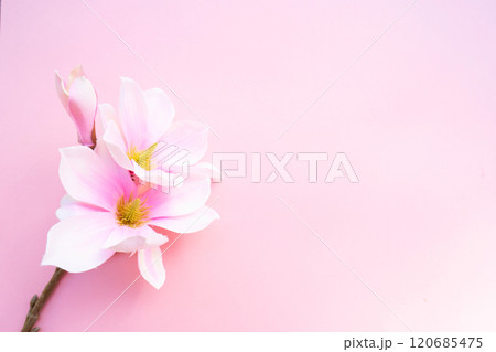 Blossoming pink magnolia tree Flowers 120685475