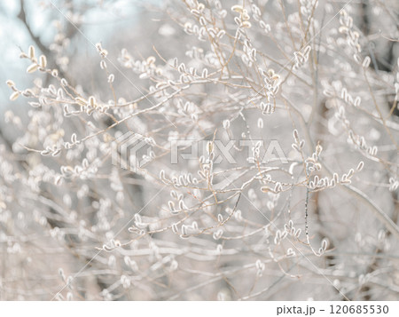 ネコヤナギ 120685530