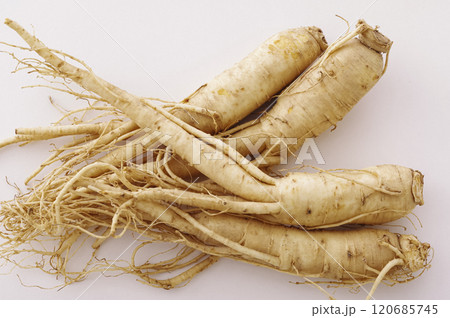 たくさんの高麗人参 たくさんの高麗人参 120685745