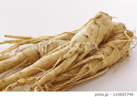 たくさんの高麗人参 120685746