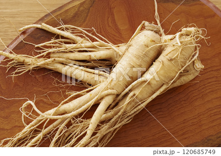 たくさんの高麗人参 120685749