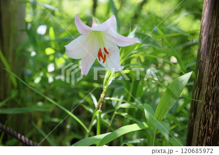 爽やか ササユリの花 爽やか ササユリの花 120685972
