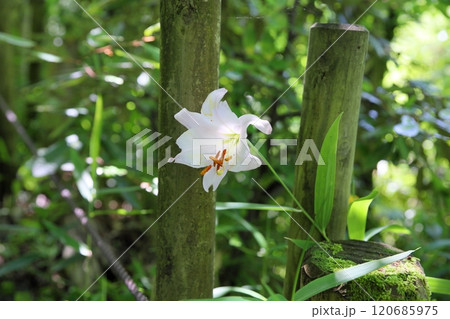 爽やか ササユリの花 爽やか ササユリの花 120685975
