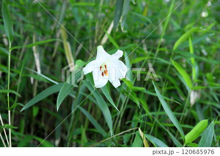 爽やか　ササユリの花 120685976