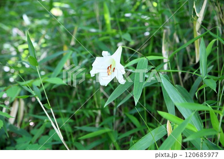 爽やか　ササユリの花 120685977