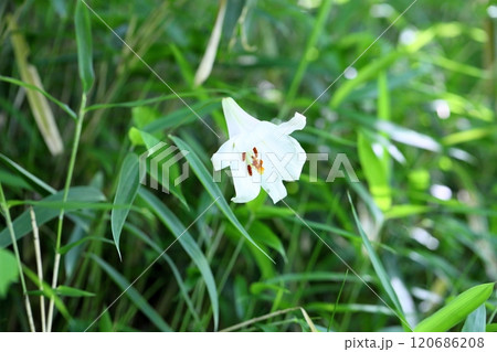 爽やか ササユリの花 爽やか ササユリの花 120686208