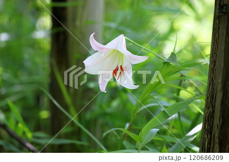 爽やか　ササユリの花 120686209