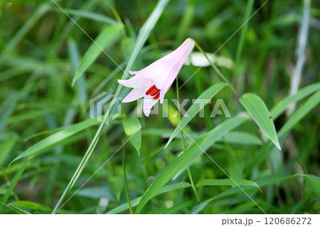 爽やか ササユリの花 爽やか ササユリの花 120686272