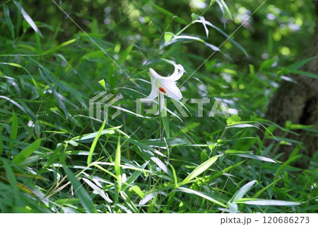 爽やか ササユリの花 爽やか ササユリの花 120686273