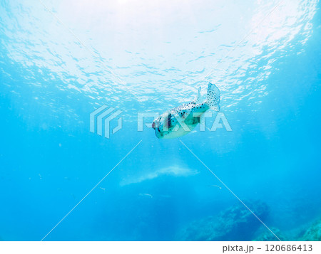 逆光の美しく大きなイシガキフグ（ハリセンボン科）。静岡県伊豆半島賀茂郡南伊豆町中木ヒリゾ浜2024年 120686413