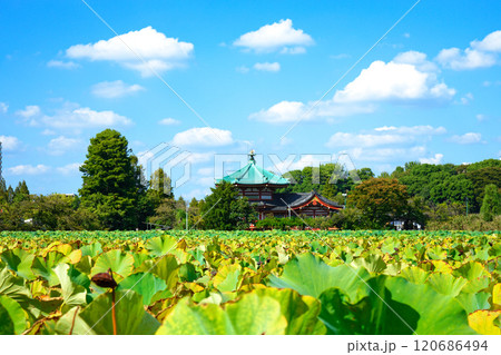 不忍池辯天堂と周囲の景観 蓮池 不忍池辯天堂と周囲の景観 蓮池 120686494