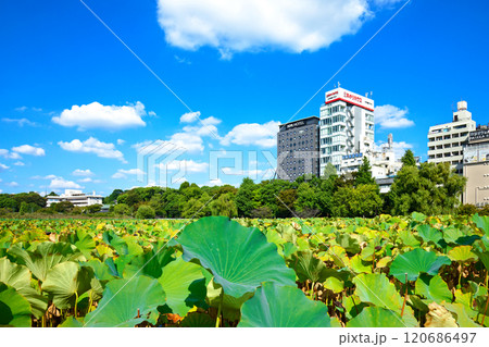上野の不忍池の蓮池の青空と周囲の景観 120686497