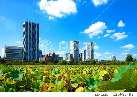 上野の不忍池の蓮池の青空と周囲の景観 上野の不忍池の蓮池の青空と周囲の景観 120686498