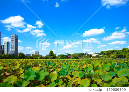 上野の不忍池の蓮池の青空と周囲の景観 上野の不忍池の蓮池の青空と周囲の景観 120686500