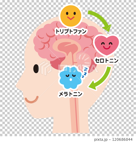 血清素分泌 大腦健康 120686844