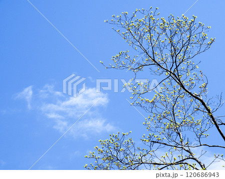 こぶしの花とはぐれ雲 120686943