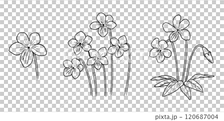 紫羅蘭的線條畫插圖 120687004