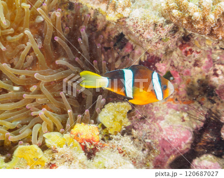 美しいイソギンチャク畑の可愛いクマノミ（クマノミ亜科）の幼魚。 伊豆半島賀茂郡南伊豆町中木ヒリゾ浜 120687027