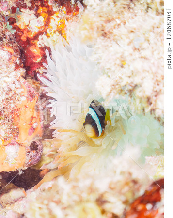美しいイソギンチャク畑の可愛いクマノミ（クマノミ亜科）の幼魚。 伊豆半島賀茂郡南伊豆町中木ヒリゾ浜 120687031