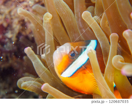 美しいイソギンチャク畑の可愛いクマノミ（クマノミ亜科）の幼魚。 伊豆半島賀茂郡南伊豆町中木ヒリゾ浜 120687035