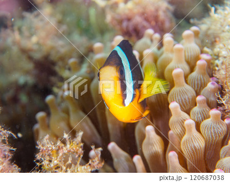 美しいイソギンチャク畑の可愛いクマノミ（クマノミ亜科）の幼魚。 伊豆半島賀茂郡南伊豆町中木ヒリゾ浜 120687038