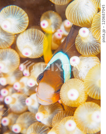 美しいイソギンチャク畑の可愛いクマノミ（クマノミ亜科）の幼魚。 伊豆半島賀茂郡南伊豆町中木ヒリゾ浜 120687045