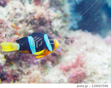 美しいイソギンチャク畑の可愛いクマノミ（クマノミ亜科）の幼魚。 伊豆半島賀茂郡南伊豆町中木ヒリゾ浜 120687046