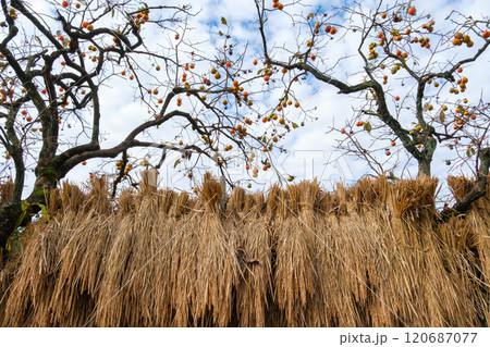 柿の木とハザ掛け 柿の木とハザ掛け 120687077