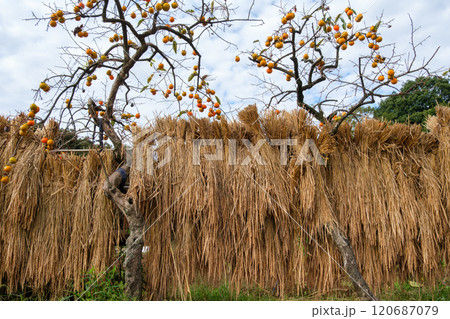 柿の実とハザ掛け 120687079